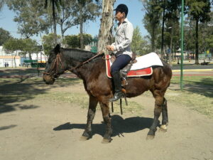 Descubre todo sobre Equinoterapia