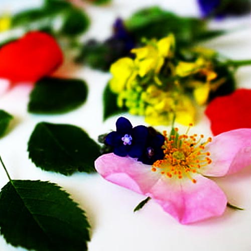 Información Rápida para Flores de Bach