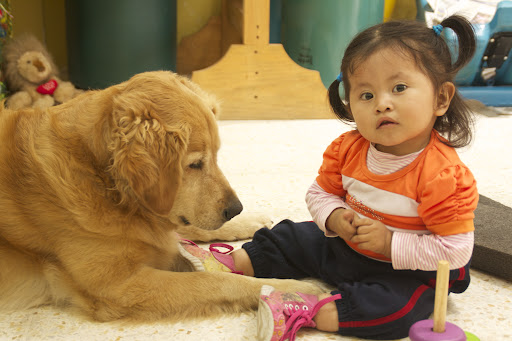 Información Rápida para Terapia Asistida con Perros